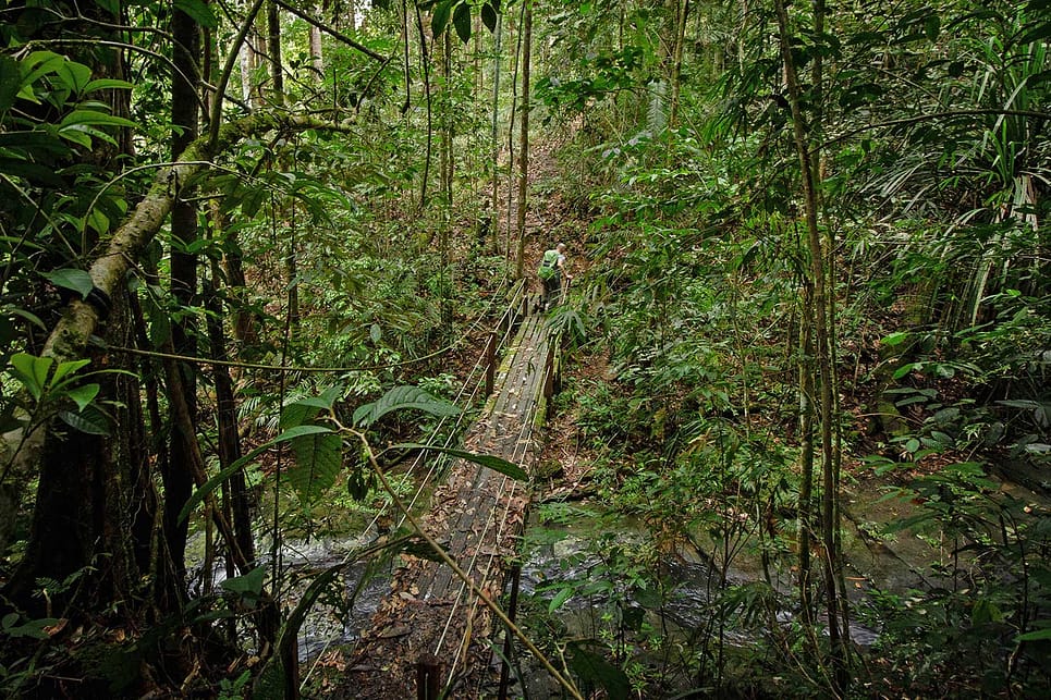 Trekking in Maliau Basin