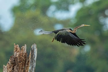 Where all the Birds Flock to in Sabah