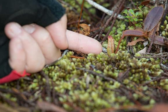 Magnificent Maliau Pitcher Plant