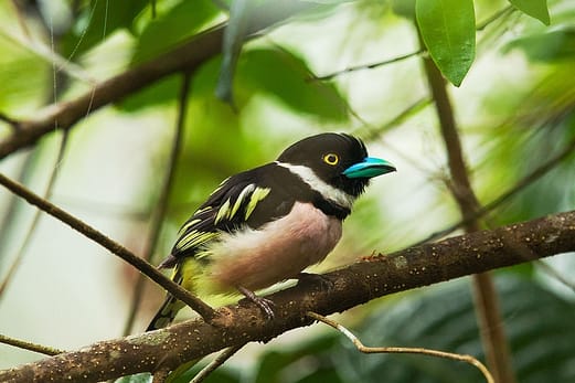 Where all the Birds Flock to in Sabah