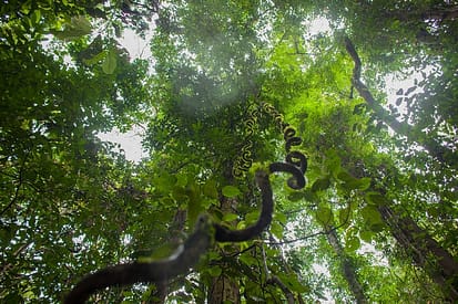 Camping in an Ancient Rainforest at Danum Valley