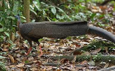 Where all the Birds Flock to in Sabah