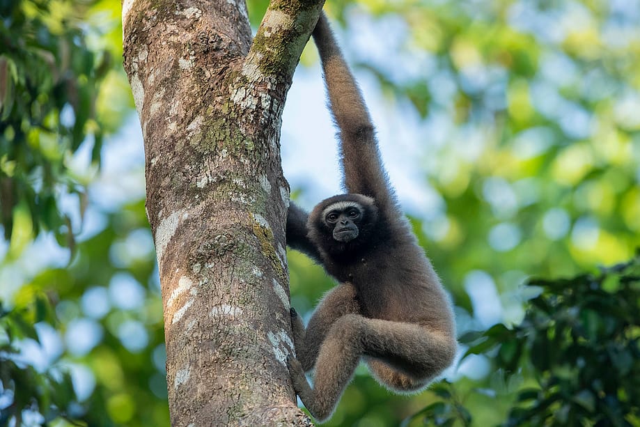 5 Under-rated Wildlife Encounters in Danum Valley