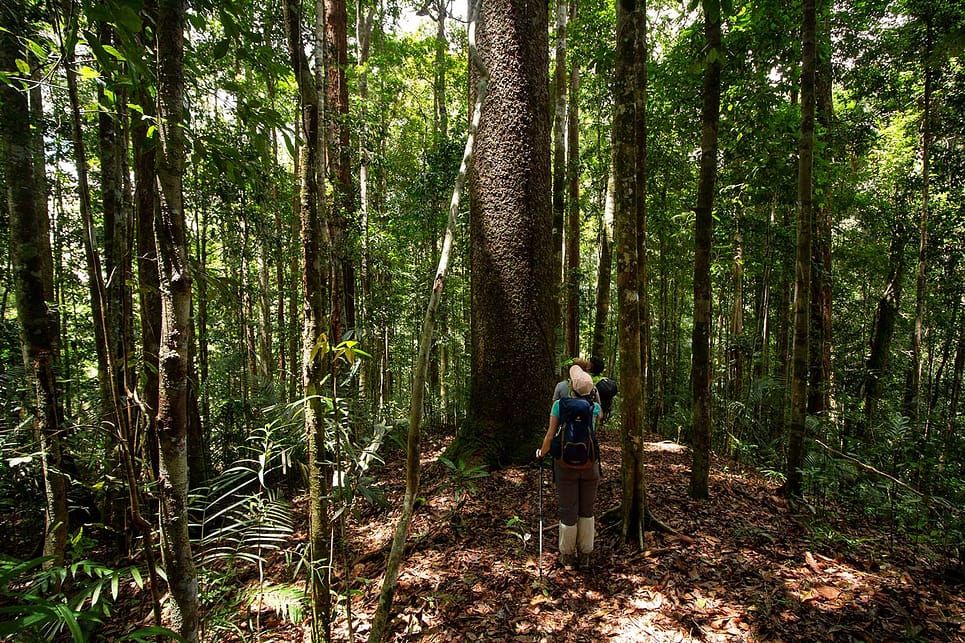 Maliau Basin Trekking