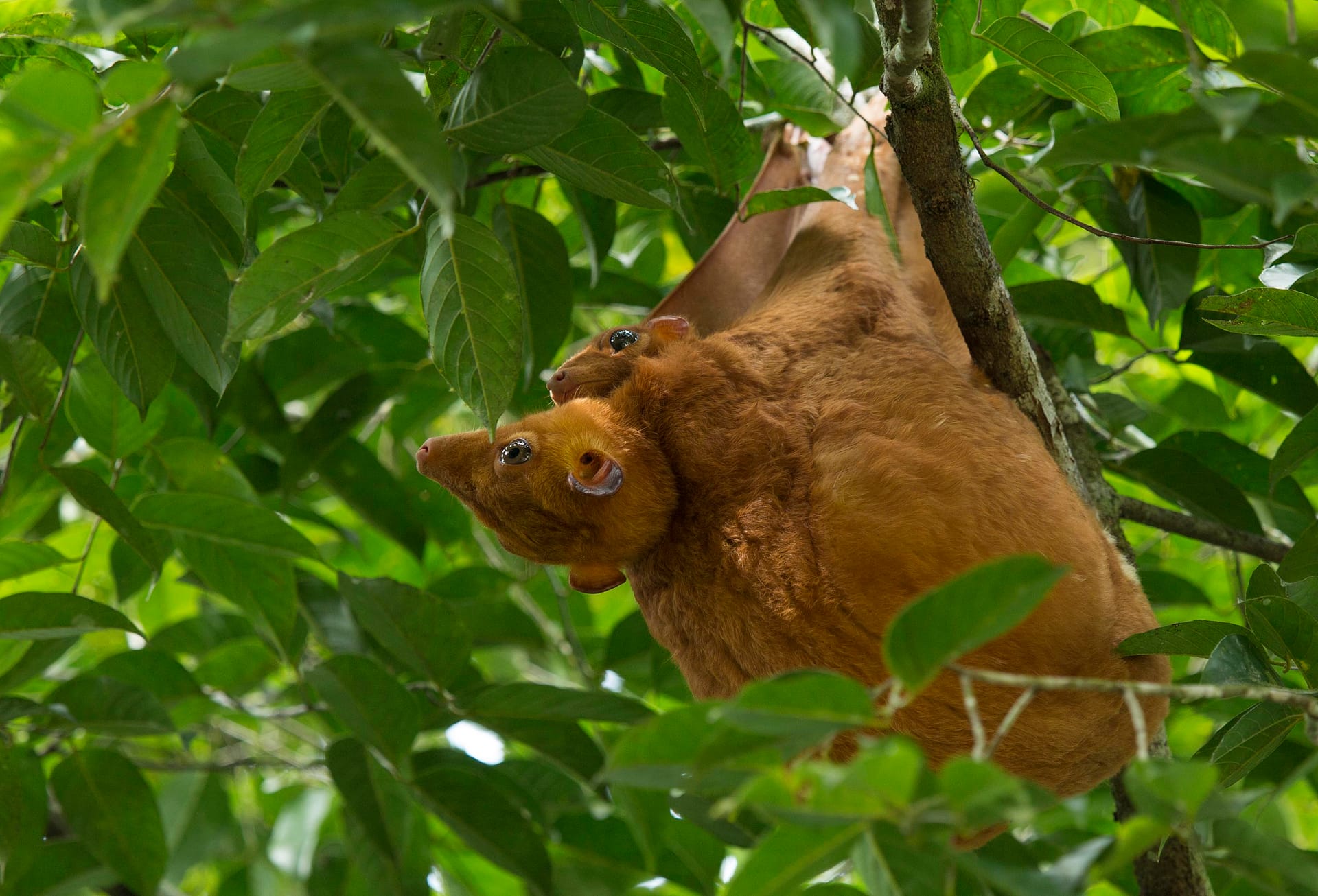 colugo with baby