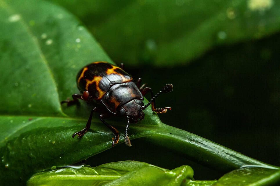 Beetle