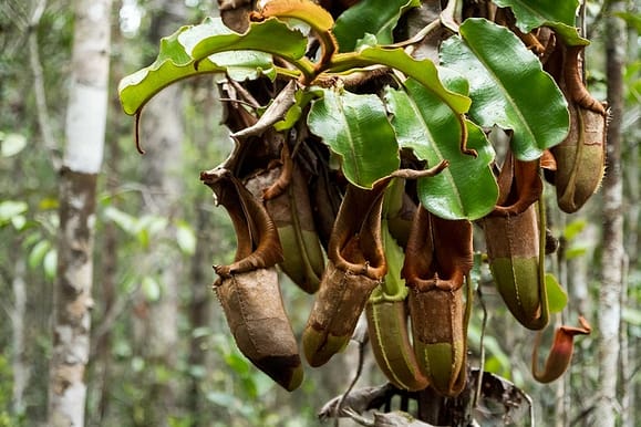 Magnificent Maliau Pitcher Plant