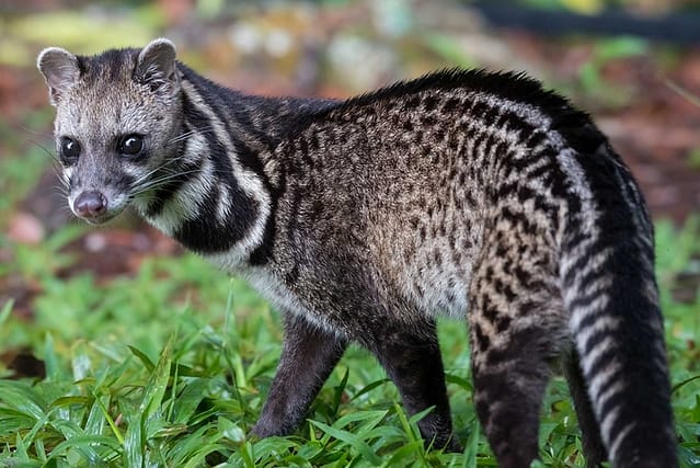 Magnificent Maliau Malayan Civet