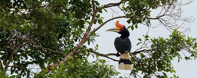 Rhinoceros Hornbill