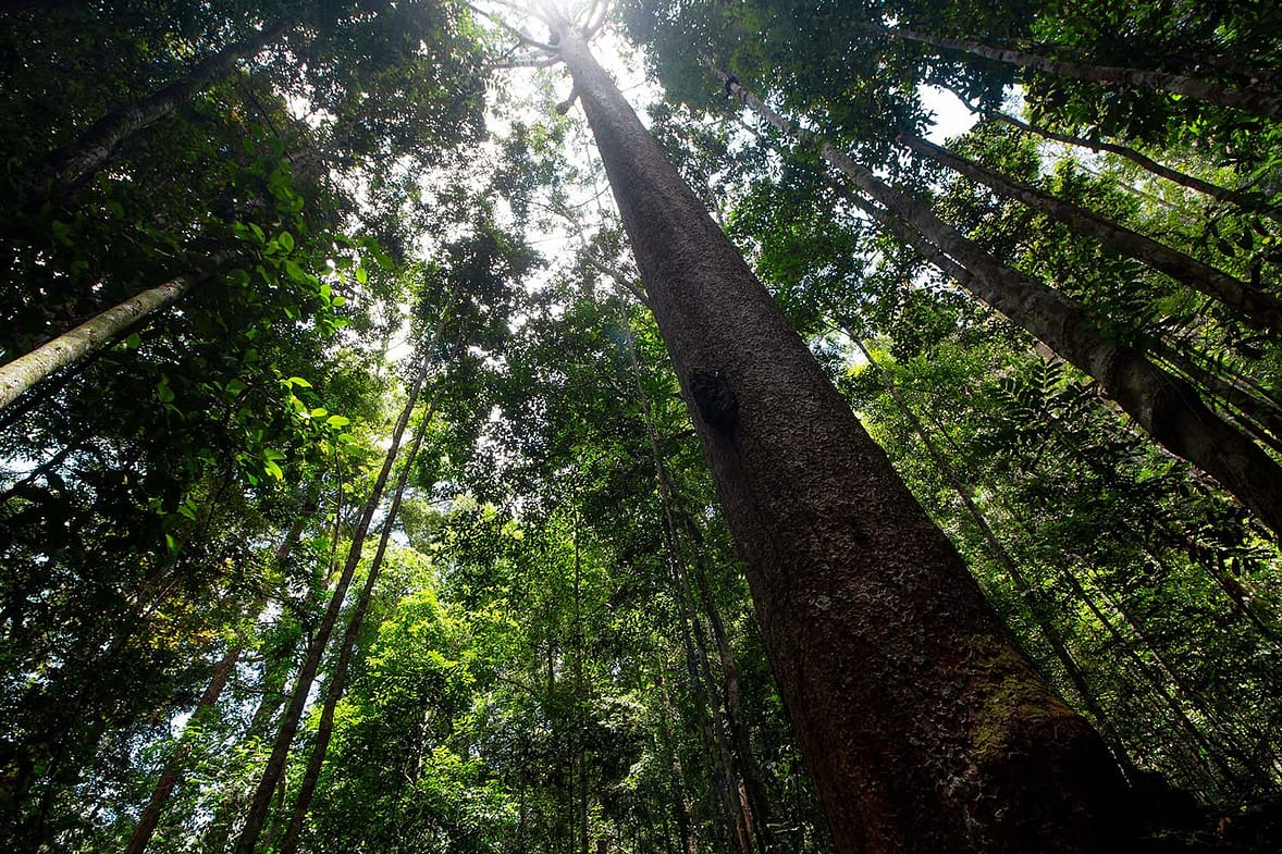 Magnificent Maliau
