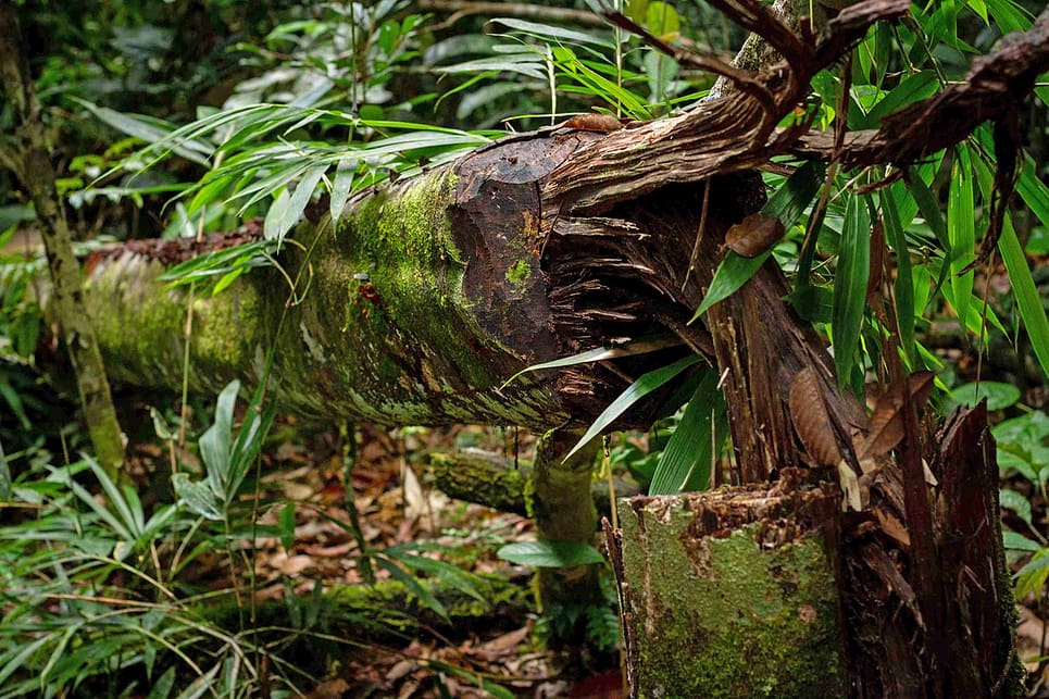 Aquilaria tree