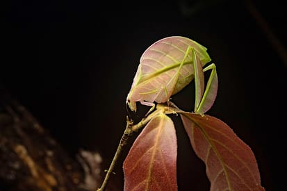 Discovering Tawau Hills Park