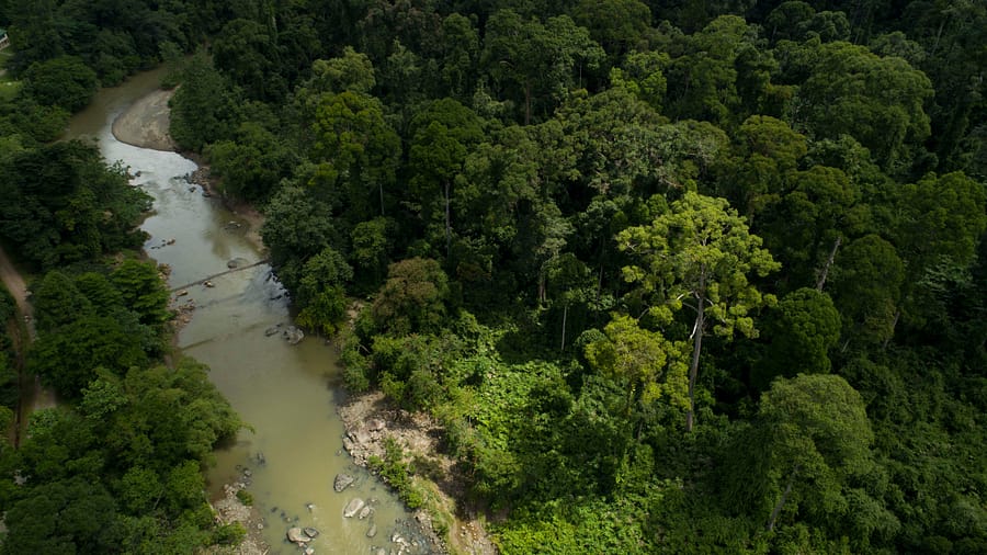 Danum Valley Ancient Rainforest Suspension Bridge