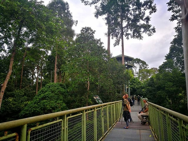 The canopy walk at RDC