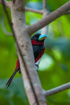 Where all the Birds Flock to in Sabah