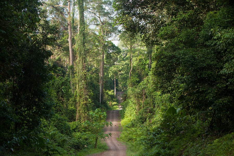 dirt road danum valley