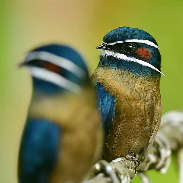 5 Under-rated Wildlife Encounters in Danum Valley Whiskered Treeswift