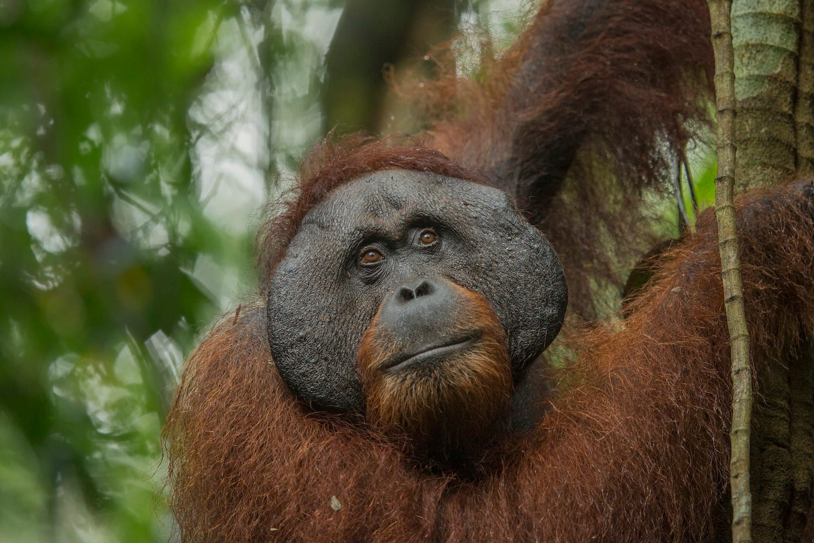 mature flanged male bornean orangutan