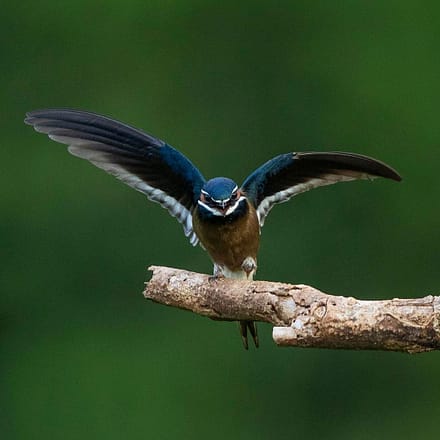5 Under-rated Wildlife Encounters in Danum Valley Whiskered Treeswift