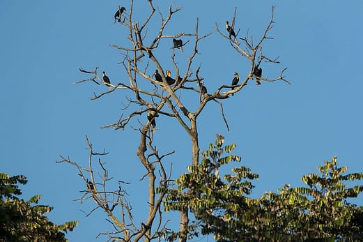 Where all the Birds Flock to in Sabah