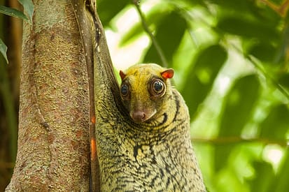 5 Under-rated Wildlife Encounters in Danum Valley