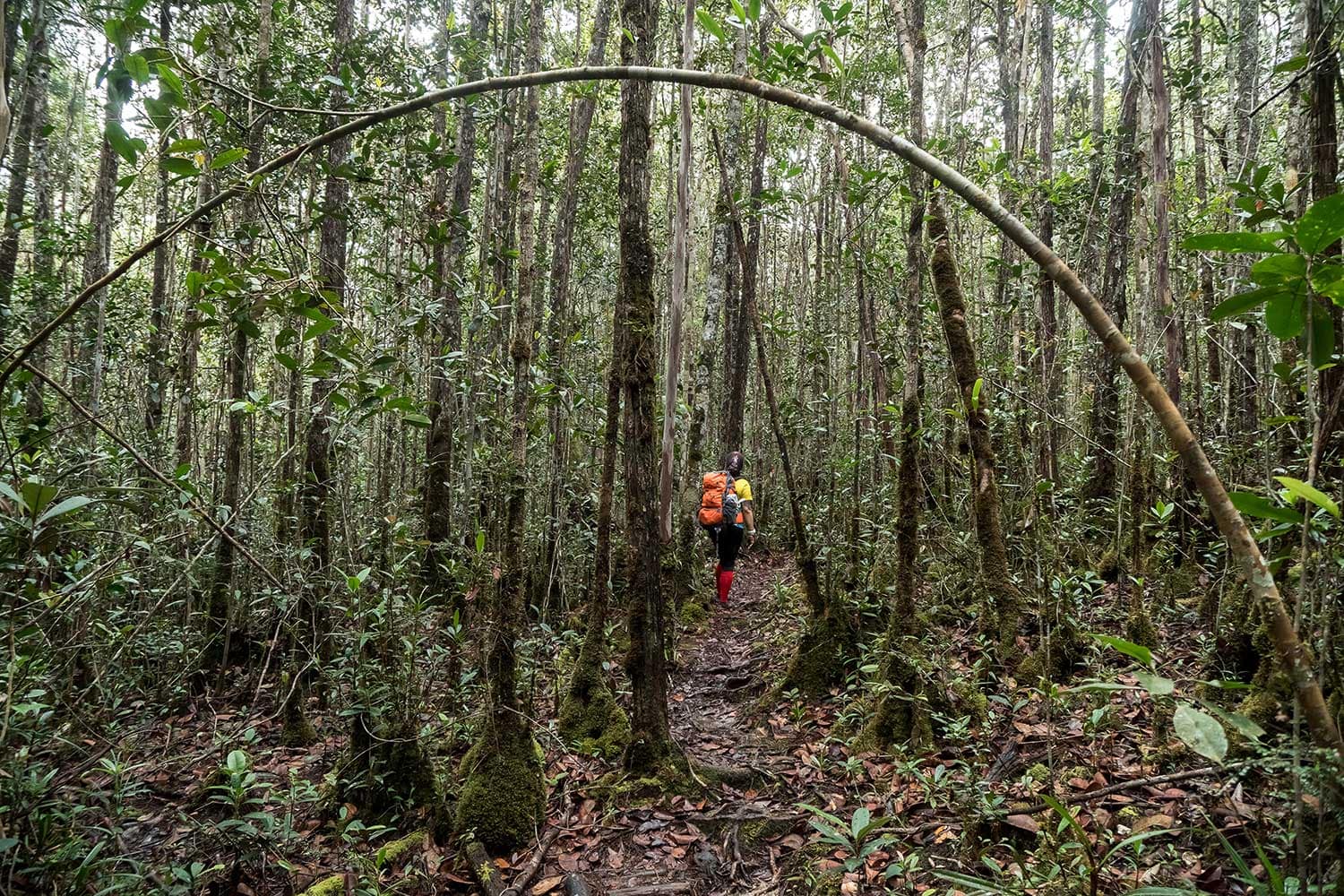 Magnificent Maliau