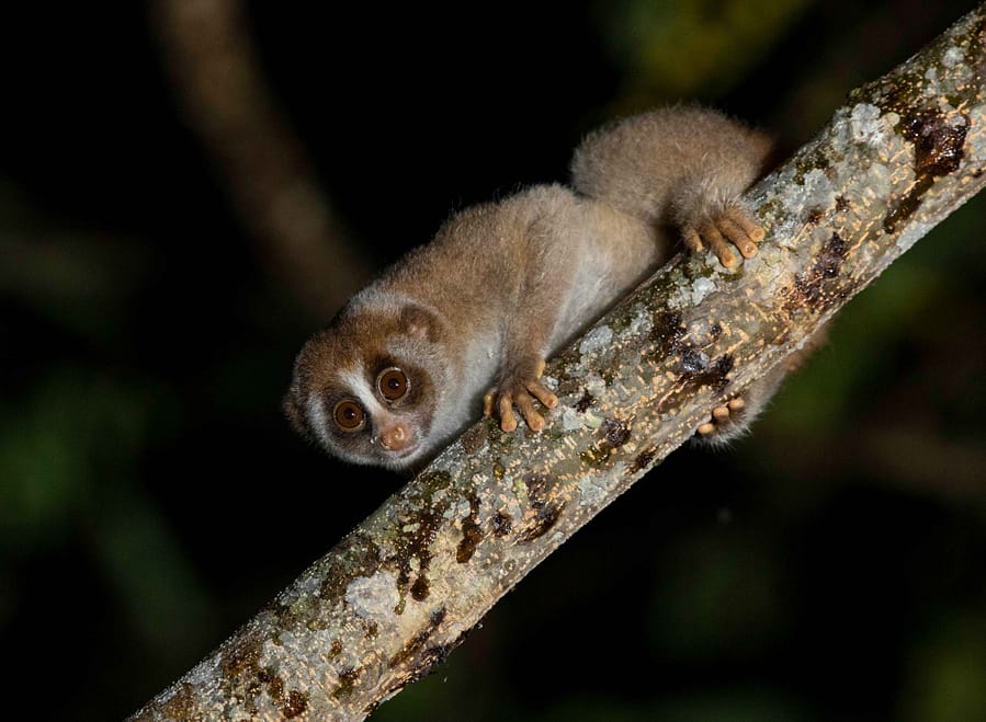 slow loris