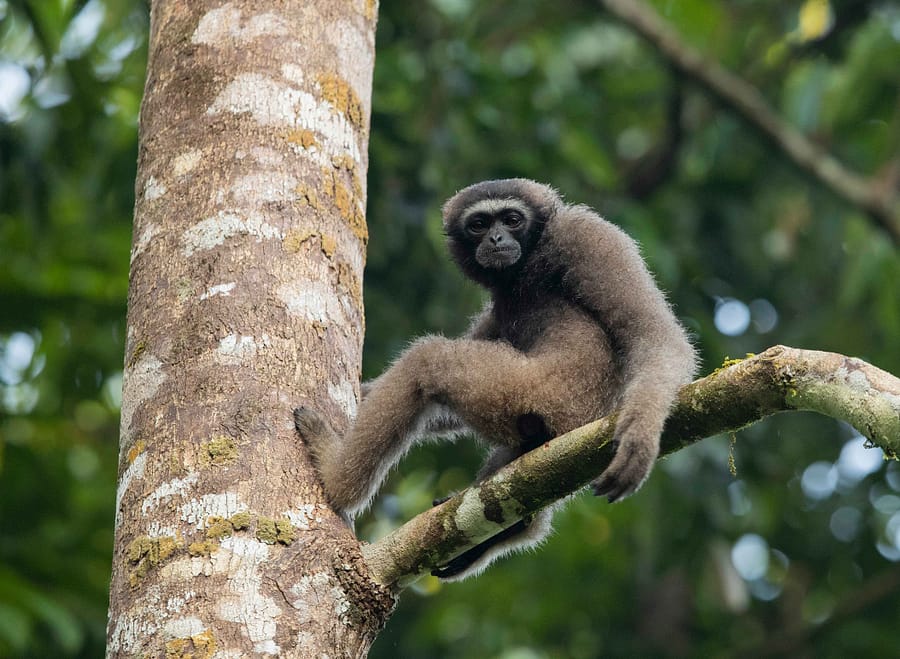 north bornean gibbon sitting on tree branch