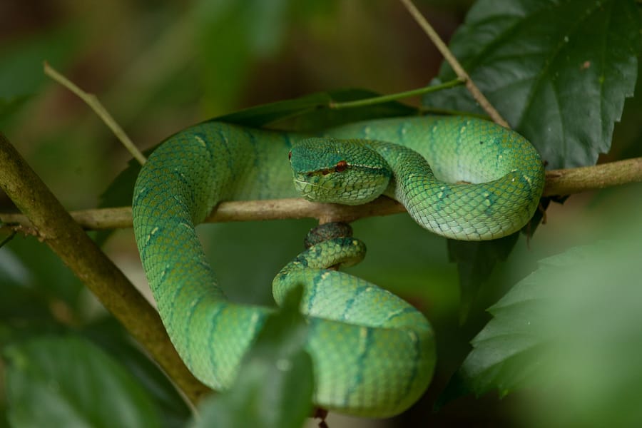 bornean keeled viper