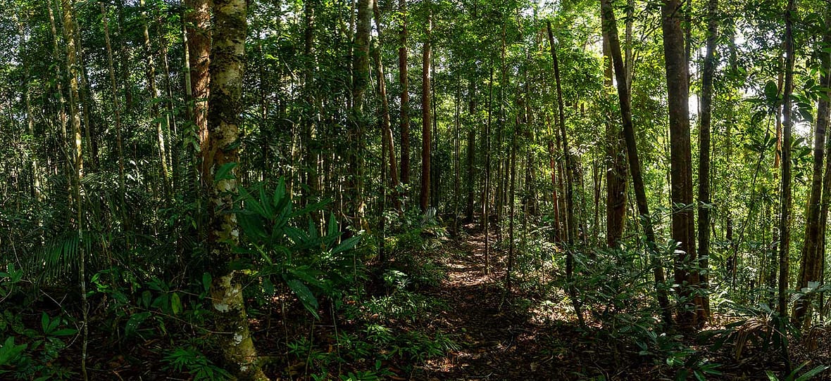 Magnificent Maliau
