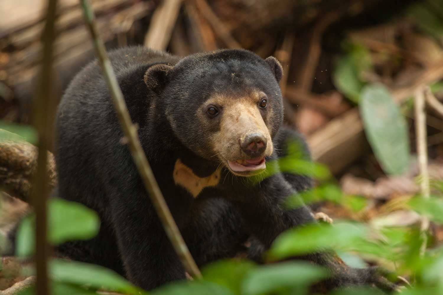 TOP 10 WILDLIFE ENCOUNTER IN SABAH