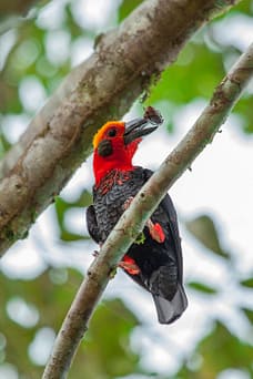 Where all the Birds Flock to in Sabah