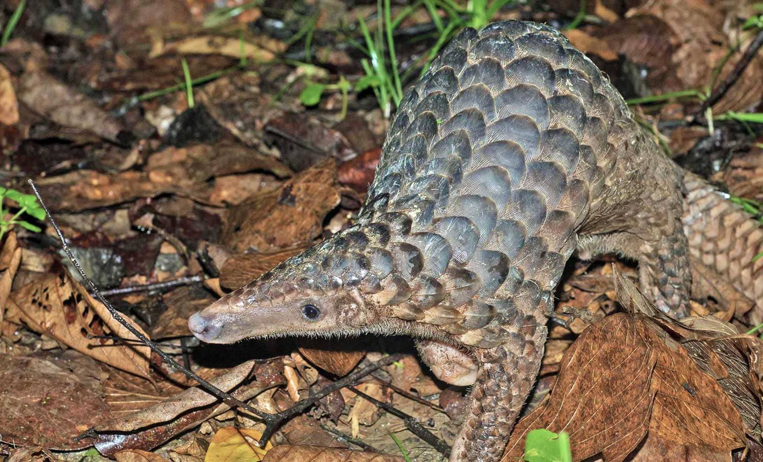 Animals Of Borneo - WorldAtlas