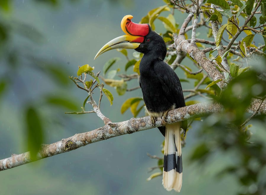 rhinoceros hornbill perched on branch