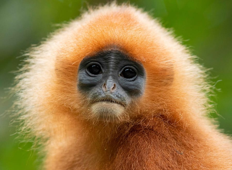 red leaf monkey portrait