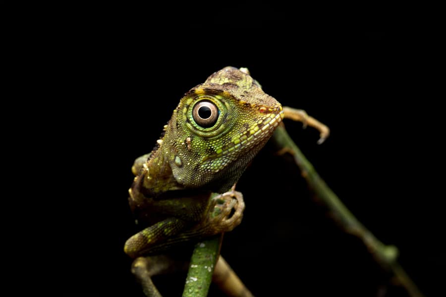Gonocephalus borneensis