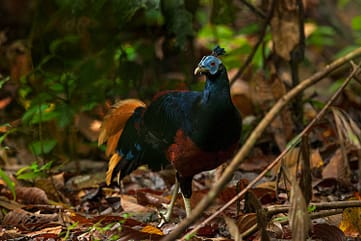 Where all the Birds Flock to in Sabah
