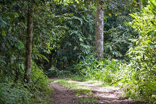 Camping in an Ancient Rainforest at Danum Valley
