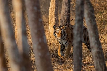 India Trip Report: Feb 2019